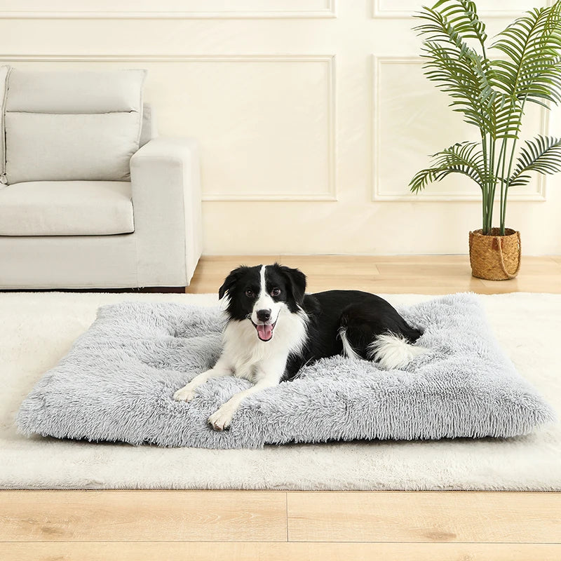 Aura Base: Your Trusted Partner for Premium Pet Supplies – Quality, Reliability, and Happy Pets!