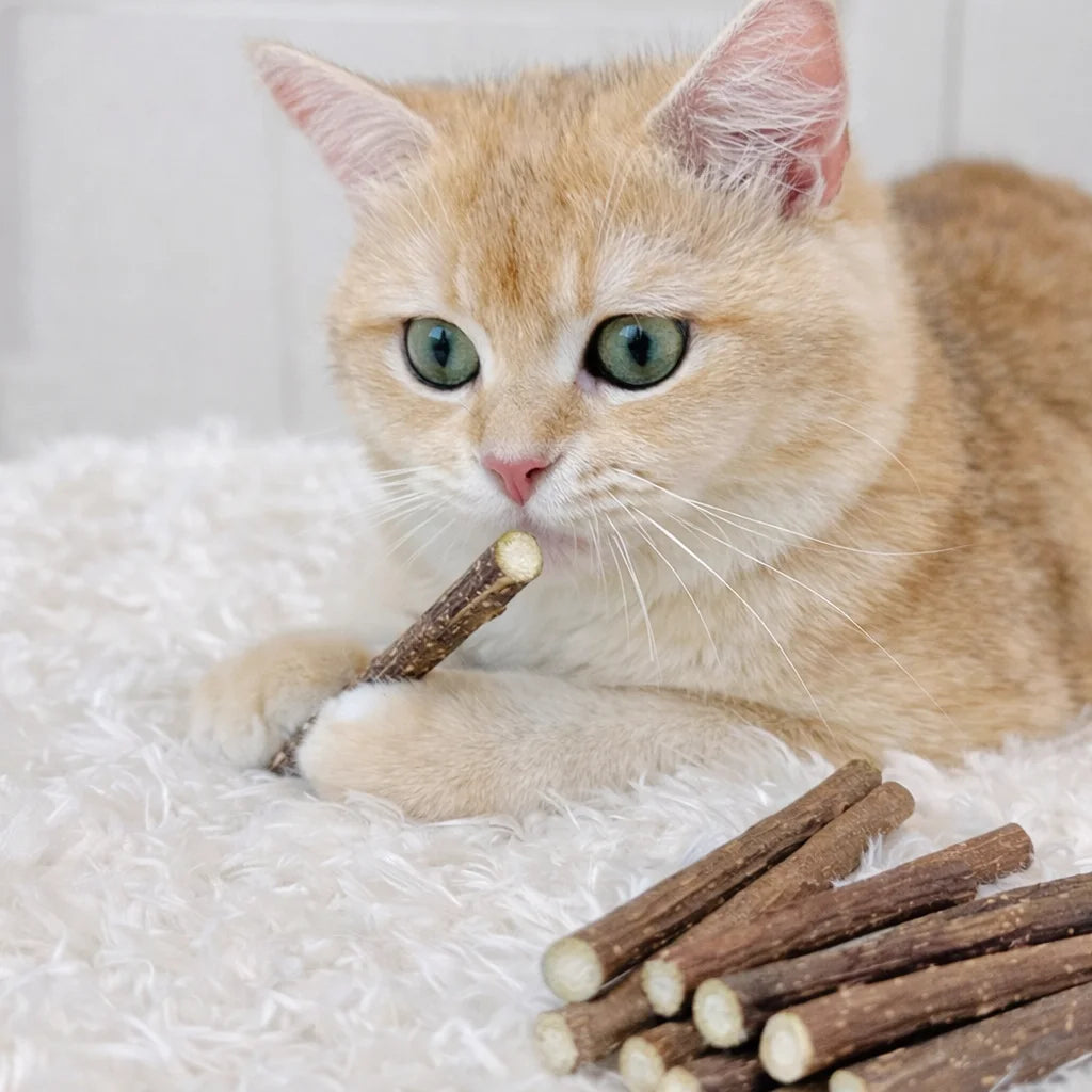 Natural Silvervine Sticks for Cats Catnip Chew Toys Teeth Molar Sticks Dental Cleaning Chewing Gifts Kitten Cat Toy Catnip