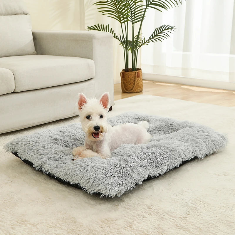Aura Base: Your Trusted Partner for Premium Pet Supplies – Quality, Reliability, and Happy Pets!