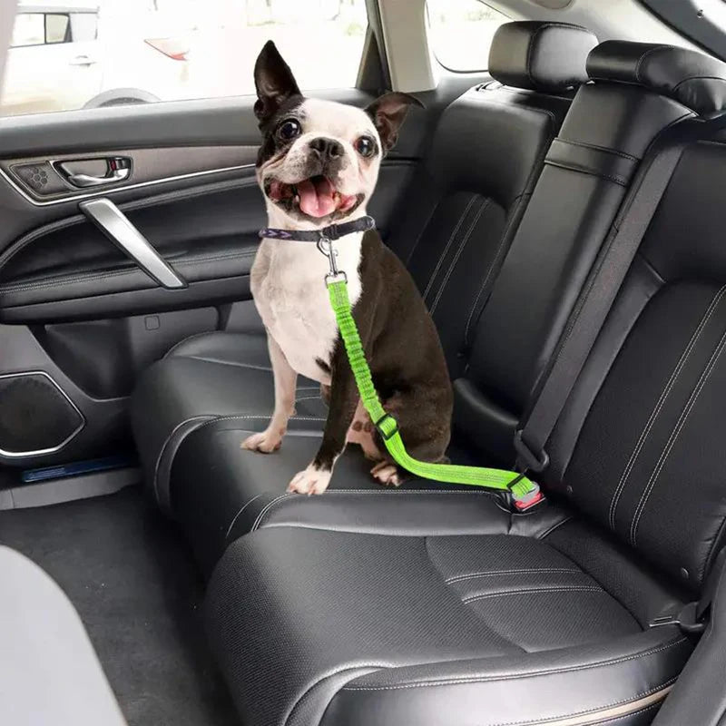 Aura Base: Your Trusted Partner for Premium Pet Supplies – Quality, Reliability, and Happy Pets!