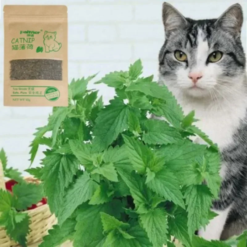 10g Menthol Flavor Funny Cat Supplies Keep Pet Health Cat Toy