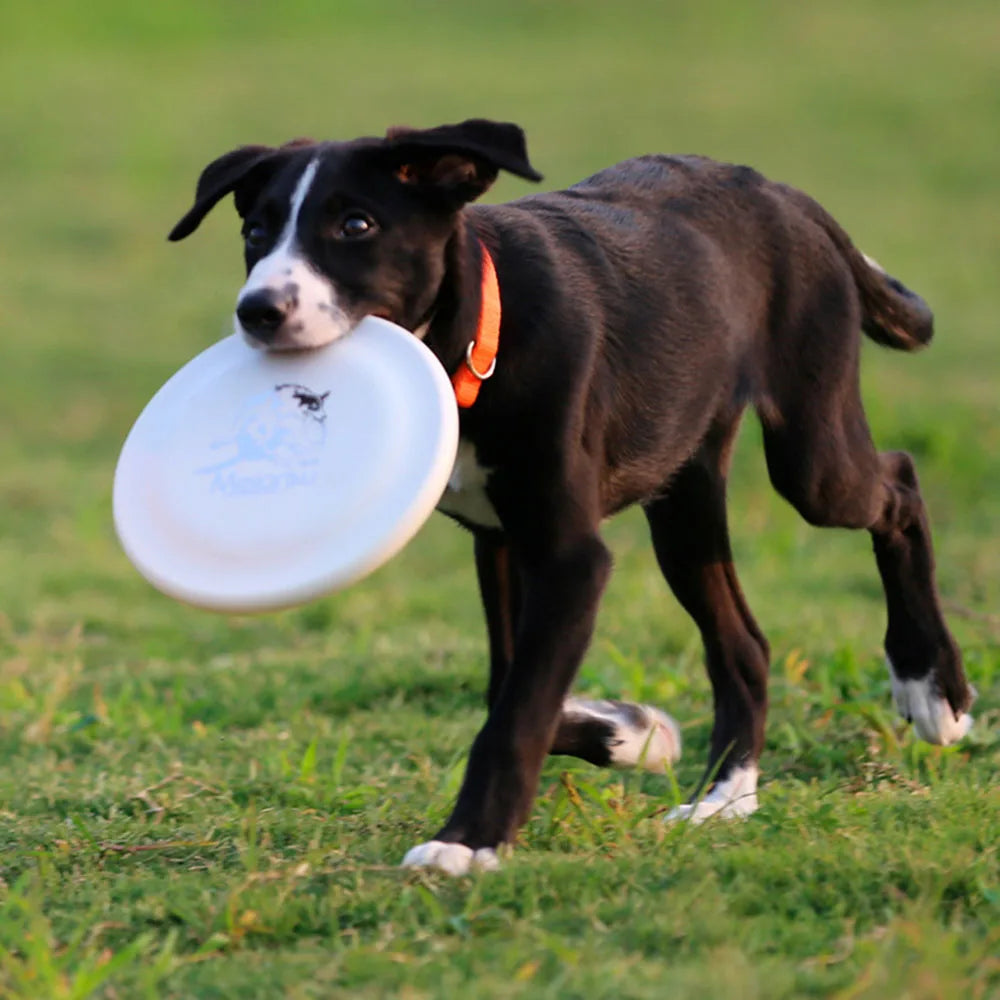 Dog Training Disc - Durable Pet  for Puppy & Adult Dog Training, Lightweight Easy-Catch Dog Training Toy, Essential Pet Supplies