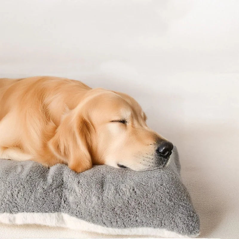 Aura Base: Your Trusted Partner for Premium Pet Supplies – Quality, Reliability, and Happy Pets!