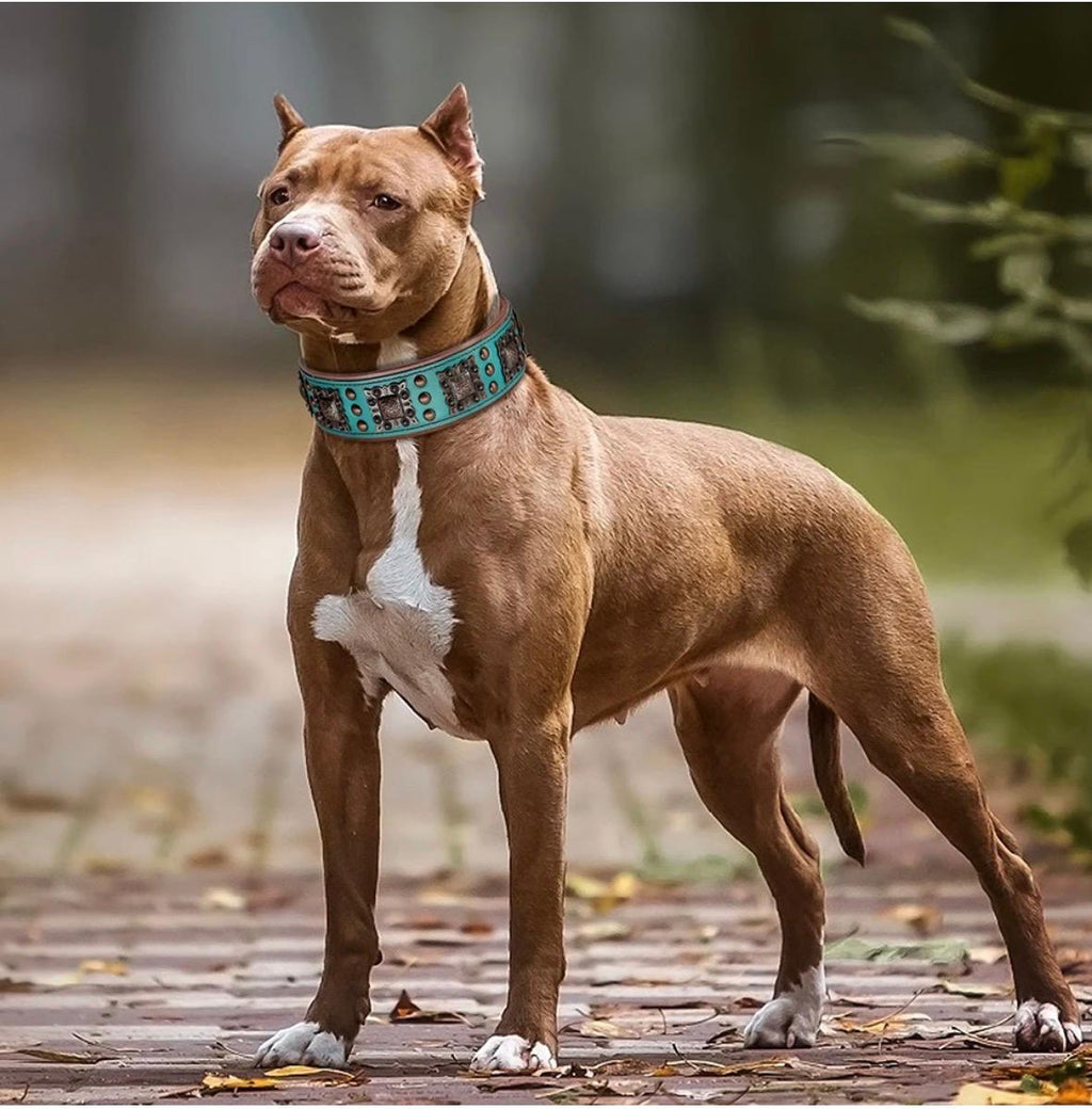 Cool Spiked Dog Collar for Medium Large Dogs Genuine Leather Pitbull Bulldog Adjustable Pet Accessories Collars Necklace