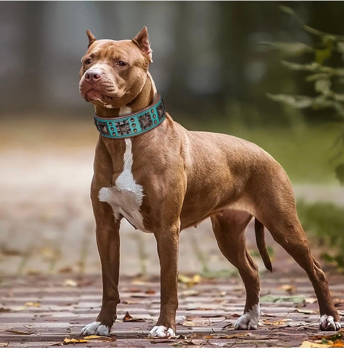Cool Spiked Dog Collar for Medium Large Dogs Genuine Leather Pitbull Bulldog Adjustable Pet Accessories Collars Necklace