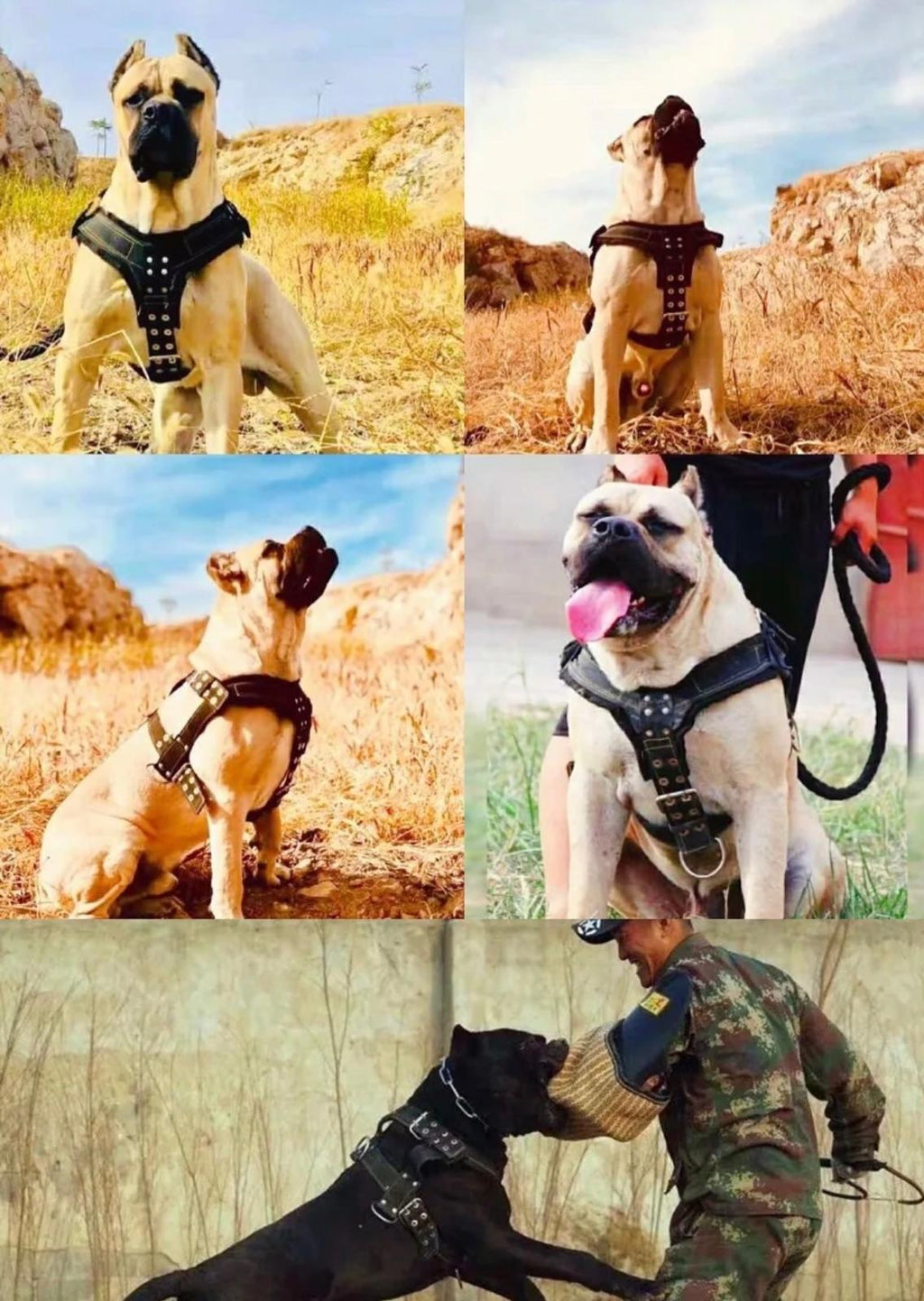 Dog Harness for Large Dog,Pit Bull Dog Harness Large Dog Collar Wholesale Leash Dog Vest Collar Fashion Pet Products Accessories