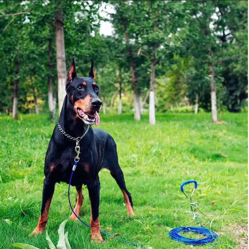 Pet P Snake Chain Collar Dog Choke Collar Stainless Steel for Dogs Adjustable Dog Training Choke Collar for Bulldog
