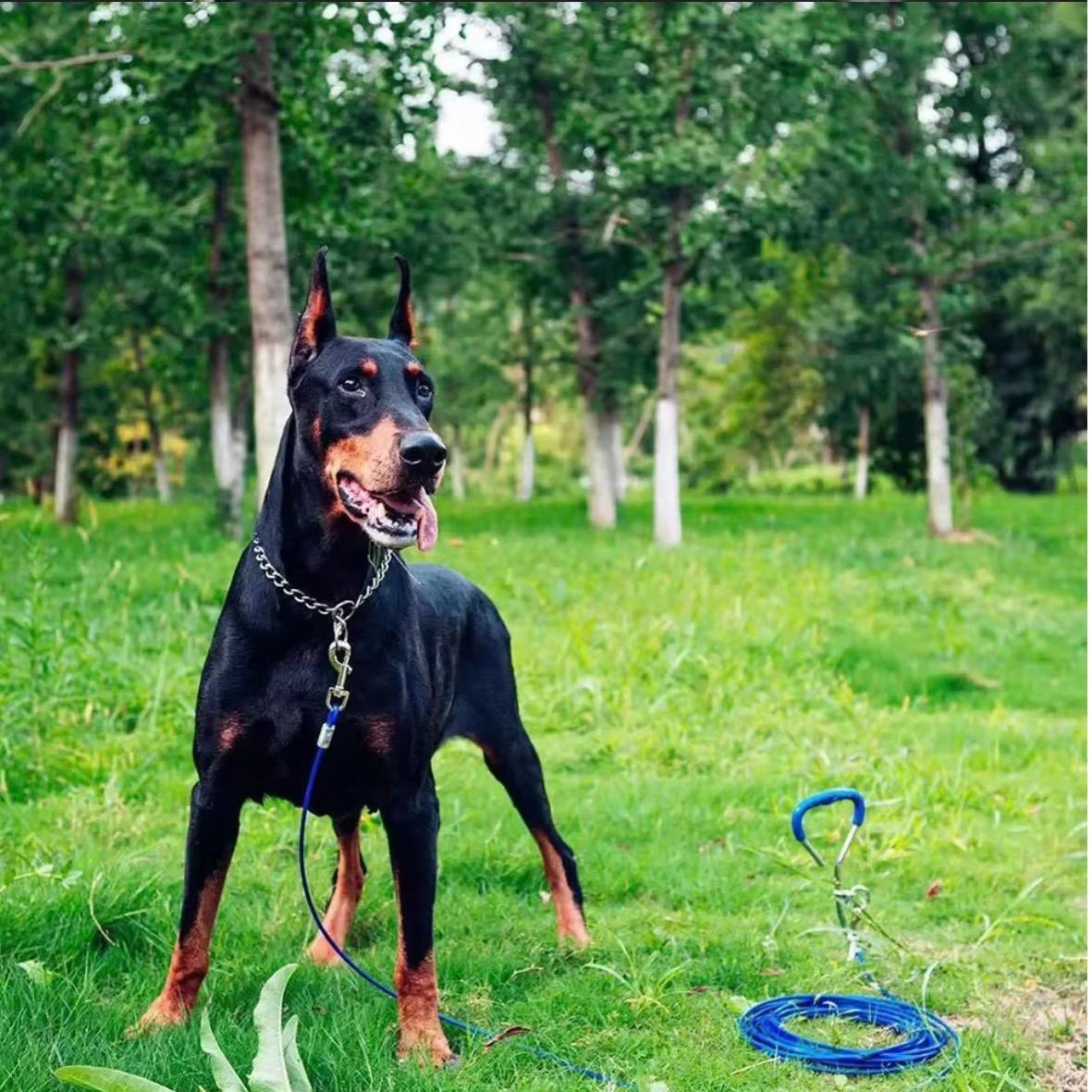 Pet P Snake Chain Collar Dog Choke Collar Stainless Steel for Dogs Adjustable Dog Training Choke Collar for Bulldog