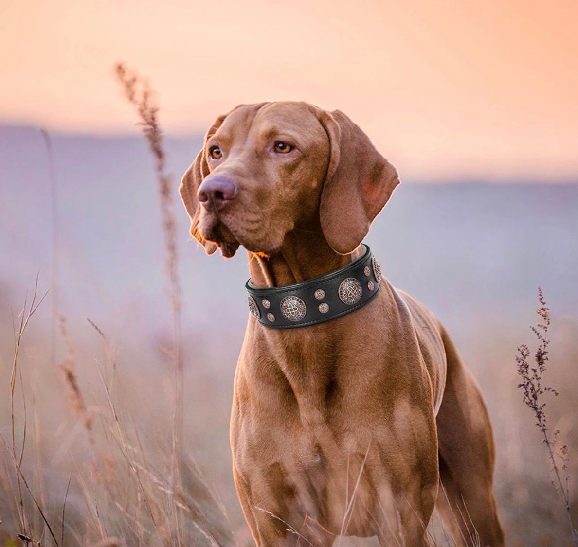 Genuine Leather Dog Collar Cool Spiked Studded Dog Collars Adjustable Pet Necklace for Medium Dogs French Bulldog Labrador